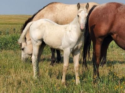 Magnetar Drift JW <BR>AQHA 6376242